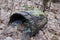 Old wooden barrel with iron rims, broken and rotten, lies in the autumn forest on dry leaves