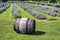 Old wooden barrel in a lavender field