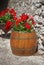 Old wooden barrel with red flowers petunias.