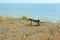 Old wooden bench on the hill over the sea.