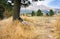 An old wooden bench stands in dry grass near a tree with a magnificent view of the mountains