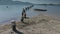 Old wooden berth stumps into the sandy sea floor with new port on the background. 4k