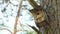 Old wooden birdhouse nesting-box on pine tree in forest