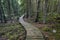 Old wooden boardwalk covered with leaves in ancient forest