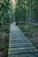 Old wooden boardwalk covered with leaves in ancient forest