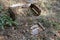 Old wooden box for fruit in the thickets. Broken container for t