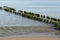 Old wooden breakwaters covered with green algae and moss in the Baltic Sea. Selective focus