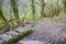 Old wooden bridge in overgrown jungle thicket of moss