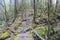 Old wooden bridge in overgrown jungle thicket of moss