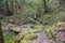 Old wooden bridge in overgrown jungle thicket of moss