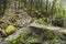 Old wooden bridge in overgrown jungle thicket of moss