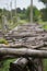 Old wooden bridge, wooden, brown, trees.