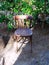 An old wooden broken chair stands on the ground near bushes illuminated by a sunbeam