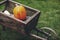 Old wooden cart with pumpkins