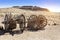 An old wooden cart on two wagon wheels in the Kyzyl desert, Uzbekistan