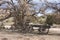 Old wooden chuck wagon