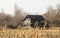 Old wooden cottage in scenic wetland landsape of nature reserve of river mouth Isonzo