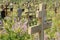 Old wooden cross on overgrown grave