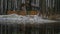 Old wooden dock covered by first snow on a dull and gray but calm day. Pier at the lake, forest lake shore rain and snow