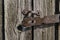 Old wooden door in the barn, rusty latch