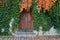 Old wooden door overgrown with ivy