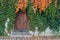 Old wooden door overgrown with ivy in fall colors