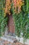 Old wooden door overgrown with ivy in fall colors