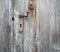 Old wooden door photo texture