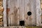 Old wooden door with two holes for cats