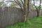 Old wooden fence on an abandoned overgrown summer cottage