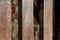 old wooden fence close-up. wood texture. boards covered with cobweb