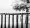 An old wooden fence covered with snow, closeup, black and white.