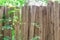 Old wooden fence overgrown with ivy. Textured background