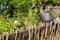 Old wooden fence in polish village