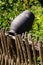 Old wooden fence in polish village