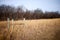 Old wooden fence post on a country road