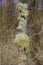 Old wooden fence post with moss growing.