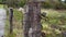 Old wooden fence with rusty barbed wire.