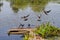 Old wooden footbridge with some plants and used by wild pigeons to drink fresh water from a river, some bird fly, some watch