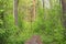 Old wooden footpath in a dense forest. Volyn region. Ukraine