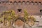 Old wooden gate overgrown with ivy in brick defensive fort.