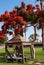 An old wooden gazebo under a southern tree with a bright red foliage crown