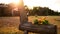 Old wooden horse flower pot with beautiful afternoon sunset back