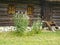 An old wooden house. The Pirogovo Museum. Kiev.