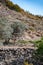 Old wooden ladder for harvesting olives next to an olive tree