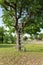 Old wooden ladder leans against the tree. Summer.