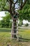 Old wooden ladder leans on the tree.