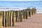 Old wooden logs used as groynes at Dawlish Warren run down to the sea