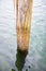 Old wooden pole of chestnut tree immersed in a lake