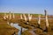 Old wooden posts in marshland, Thornham salt marshes, North Norfolk Coast, England, UK